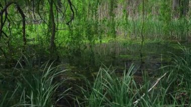 Bereketli yeşil bitki örtüsüyle sakin bir sulak arazi manzarası ön planda uzun otlar ve arka planda dalları sallanan ağaçlar durgun suya yansıyor.