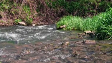 Serin bir akarsu yemyeşil kayaların arasından akıyor..
