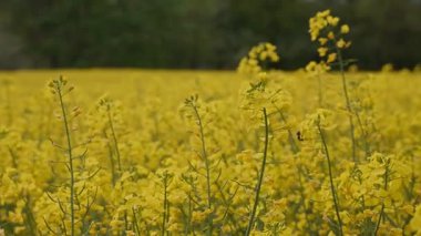 Sarı çiçekli bir tarla Arı odaklı.