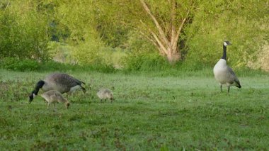 Çimenli bir tarlada kazları olan Kanada kazları.