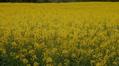 Uçsuz bucaksız bir sarı çiçek tarlası..