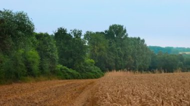 Ön planda buğday tarlası ve arka planda bulutlu bir gökyüzünün altında ağaçlarla huzurlu bir manzara..