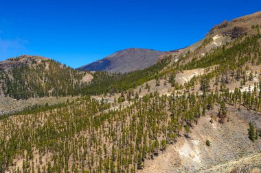 Dağda yandıktan sonra kurtarılan orman açık mavi gökyüzü yeşil ağaçları