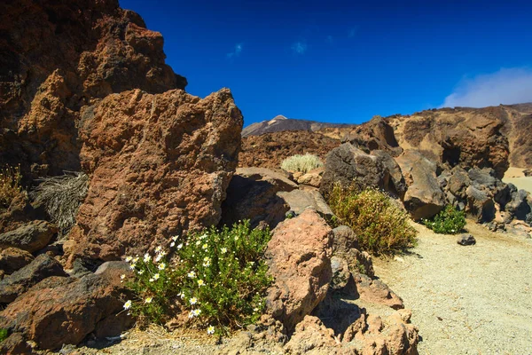 Flores Que Florecen Rocas Rojas Cielos Azules Profundos — Foto de Stock