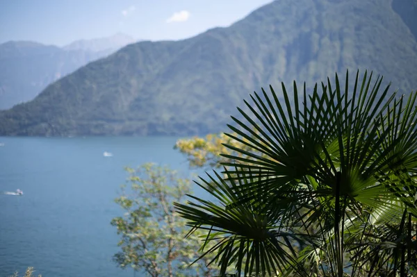 Plantas Verdes Topo Lago Montanha Paisagem Fundo — Fotografia de Stock