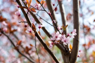 Mavi gökyüzünde pembe kiraz çiçekleri ve diğer çiçekler baharda Barselona İspanya 'da.