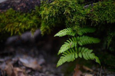 Ormanda yeşil yosunlu üç farklı yeşil eğrelti otu.
