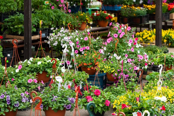 Cena Colorida Mercado Flores Primavera Para Comprar Flores Primavera Para — Fotografia de Stock