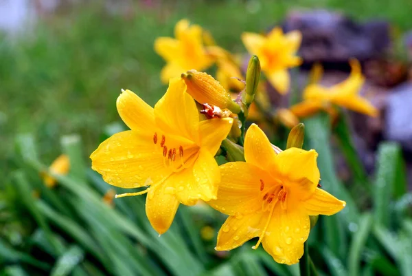 Žlutá Denní Lilie Denní Lilie Kvetoucí Rostlina Rodu Hemerocallis Hemerocallis — Stock fotografie