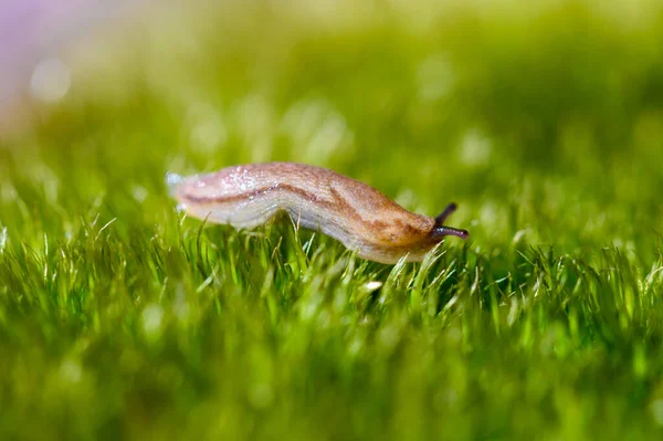 Arion Fuscus Yosun Yakın Çekim Makro Çekim — Stok fotoğraf