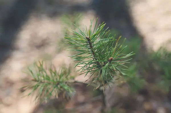 Närbild Tallbarr Grön — Stockfoto