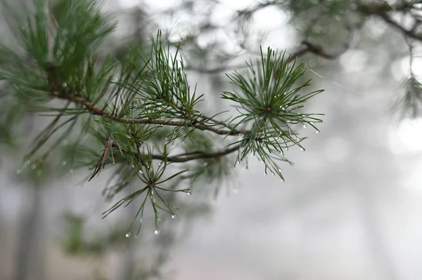 Droplets of water on pine needles misty weather