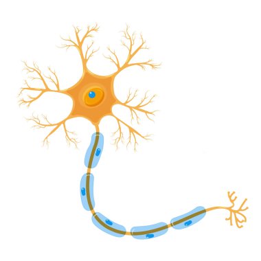Nöron sinir sisteminin bir hücresidir. Detaylı beyin hücresi, turuncu ve mavi renkler. Beyaz arkaplanda izole edilmiş vektör illüstrasyonu.