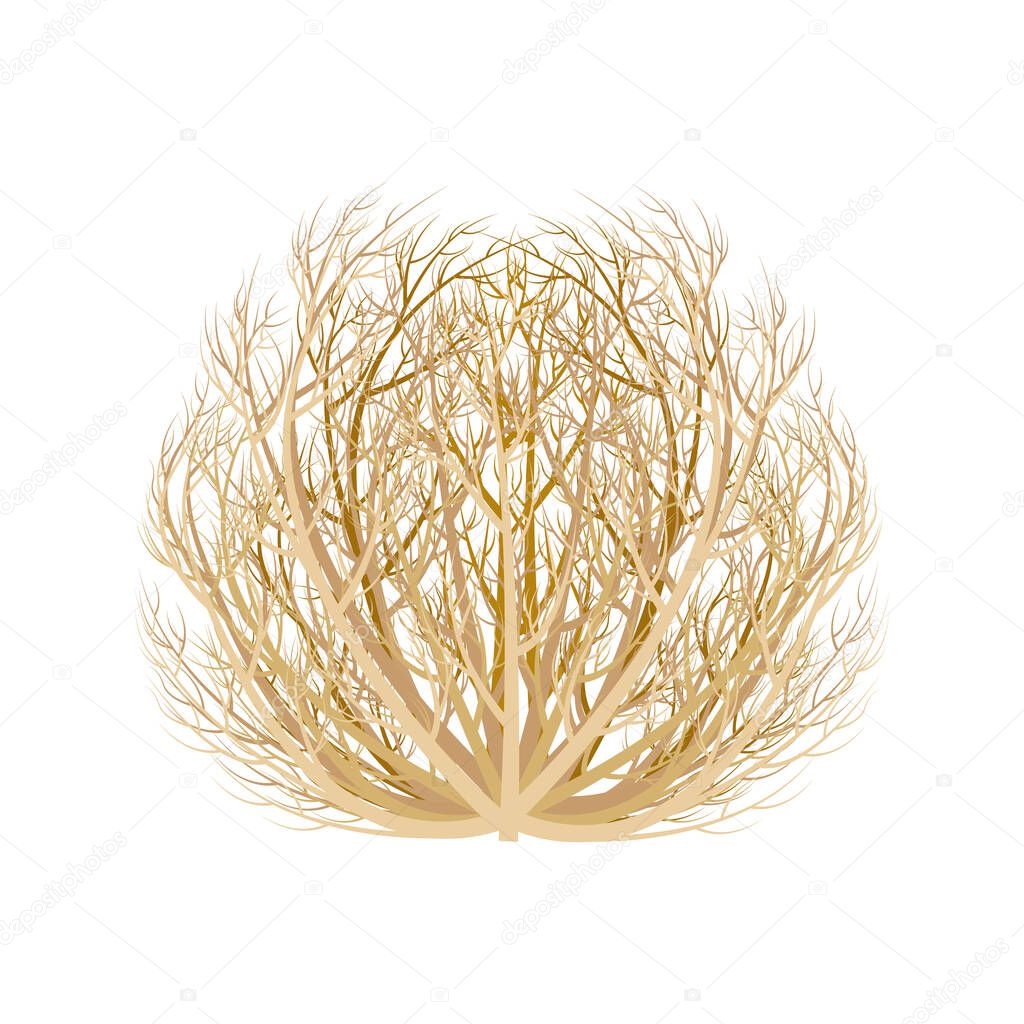 realistic image of tumbleweed dry plant vector illustration isolated on a white background.