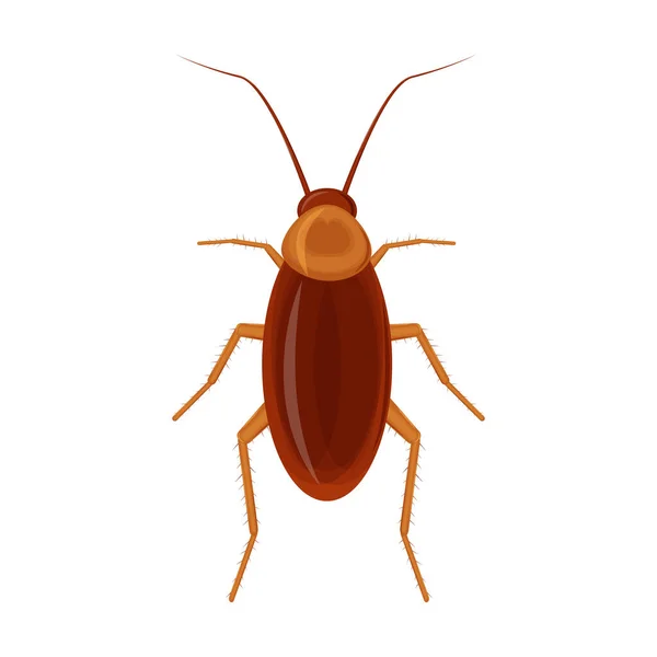Brown House Cockroach Red Insect Pest Vector Illustration Isolated White — Stock Vector