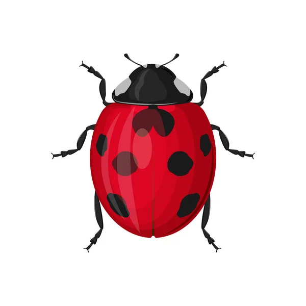 かわいい赤いてんとう虫のトップビュー 白い背景に独立したベクターイラスト — ストックベクタ