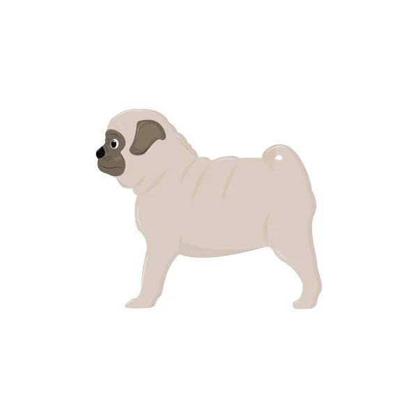 Cute Pug Puppy Stands Looks Distance Vector Illustration Isolated White — Stock Vector