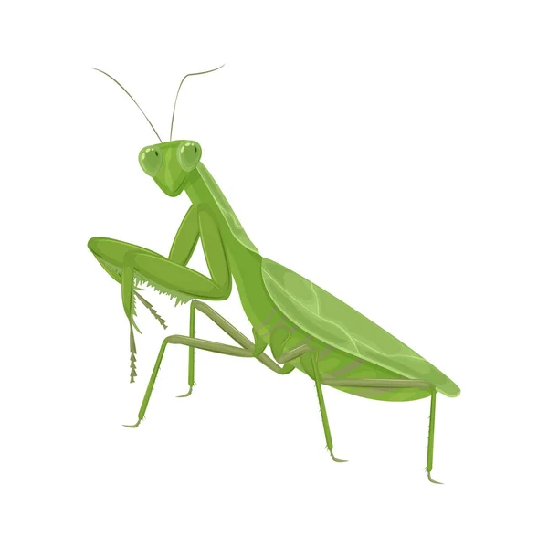 Een Grote Groene Bidsprinkhaan Een Groen Insect Vector Illustratie Geïsoleerd — Stockvector