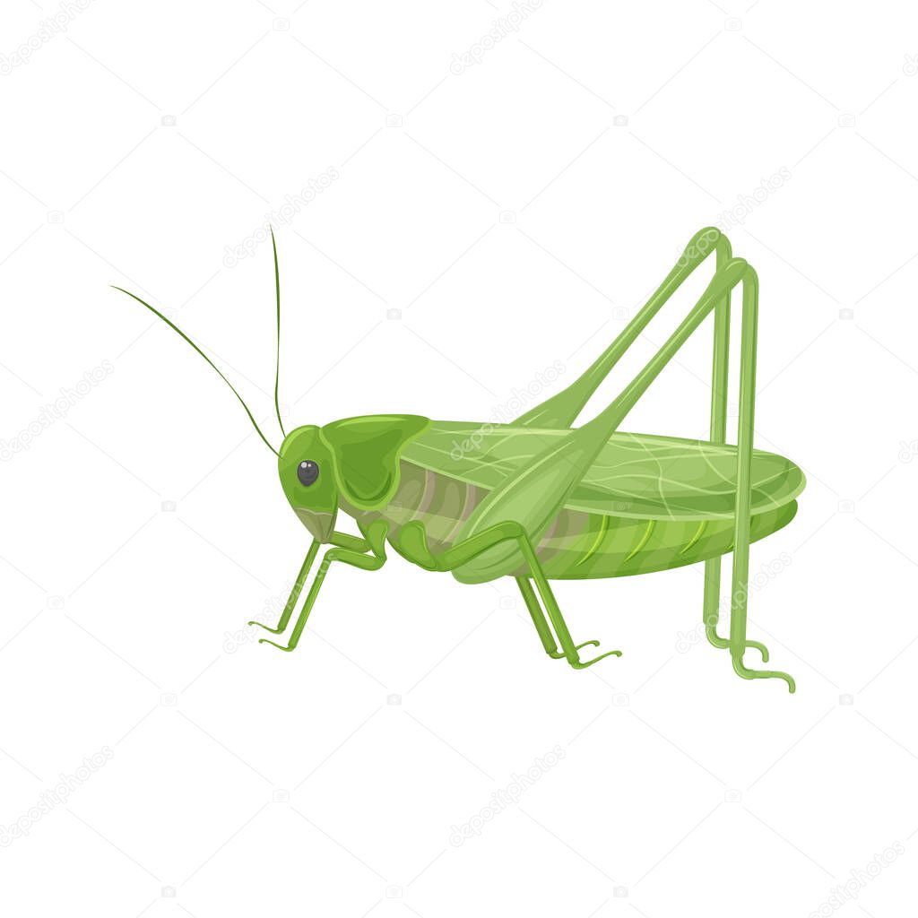 Green grasshopper in realistic style. Green locust, insect. Vector illustration isolated on a white background.