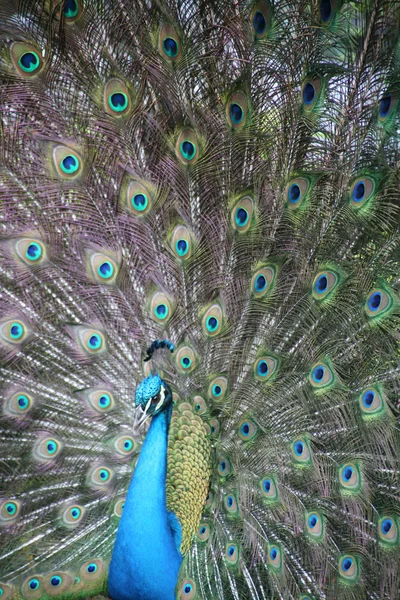 Påfågel med full fjäderdräkt — Stockfoto