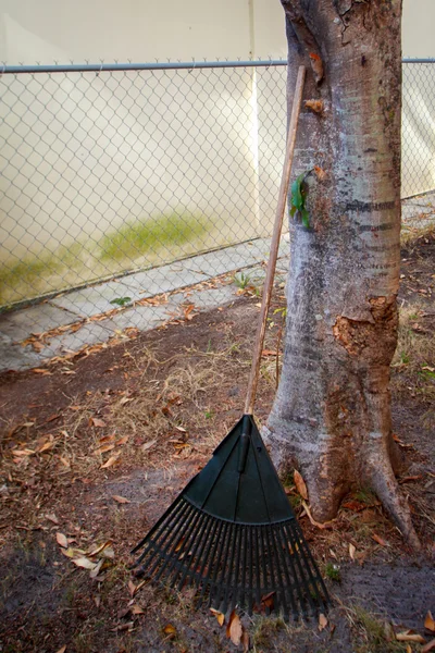 Rastrillo apoyado contra un árbol —  Fotos de Stock