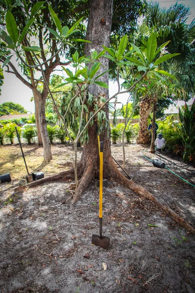 Garten- und Landschaftsbau in Florida — Stockfoto