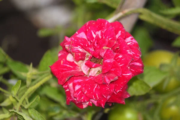 Bahçede güller açıyor. Yaklaş..