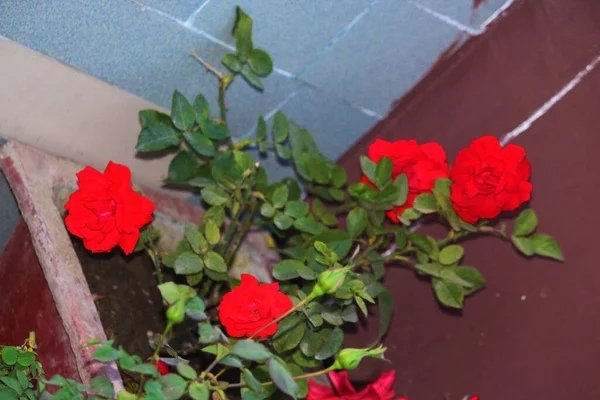 Rad Rose Flower Garden Close Flower Beds — Stock Photo, Image