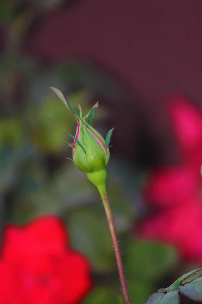 Primer Plano Brote Flor Rosa Roja Jardín — Foto de Stock