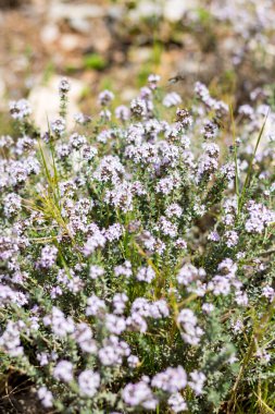 Kekik baharda çalılıklarda çiçek açtı (Teyran, Occitanie, Fransa)