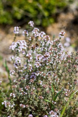 Kekik baharda çalılıklarda çiçek açtı (Teyran, Occitanie, Fransa)