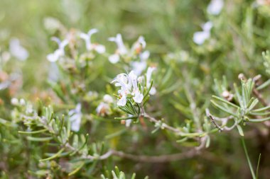 Baharda çalılıklarda biberiye filizlendi.