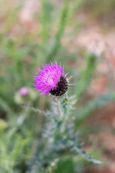 Close Thistle Flower Teyran Occitanie France — Stock Photo, Image