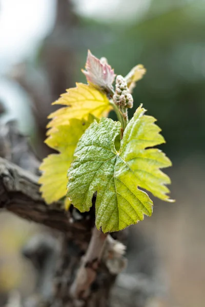 Jonge Wijnbladeren Het Voorjaar — Stockfoto