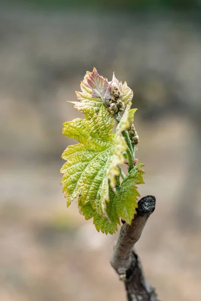 Jonge Wijnbladeren Het Voorjaar — Stockfoto