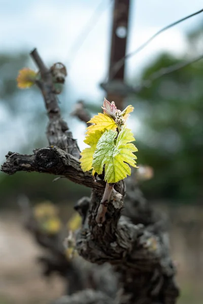 Giovani Foglie Vite Primavera — Foto Stock