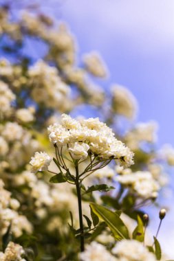 İlkbaharda çiçek açan Lady Banks 'in (Rosa banksiae) yakın çekimi