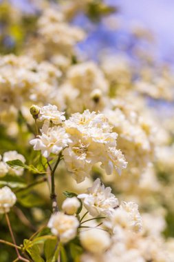 İlkbaharda çiçek açan Lady Banks 'in (Rosa banksiae) yakın çekimi