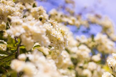 İlkbaharda çiçek açan Lady Banks 'in (Rosa banksiae) yakın çekimi