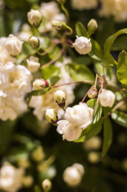 İlkbaharda çiçek açan Lady Banks 'in (Rosa banksiae) yakın çekimi