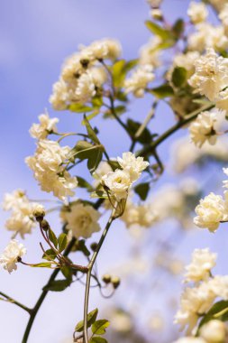 İlkbaharda çiçek açan Lady Banks 'in (Rosa banksiae) yakın çekimi