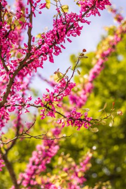 İlkbaharda açan Yehuda ağacının (Cercis silikastrum) yakın çekimi