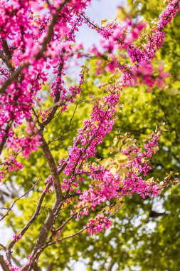 İlkbaharda açan Yehuda ağacının (Cercis silikastrum) yakın çekimi