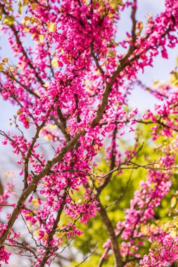 İlkbaharda açan Yehuda ağacının (Cercis silikastrum) yakın çekimi