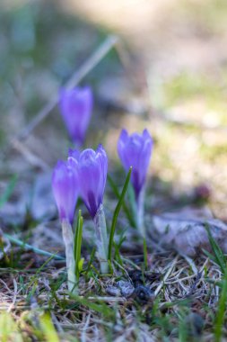 Vercors 'taki bir dağ çayırında (Isere, Fransa)