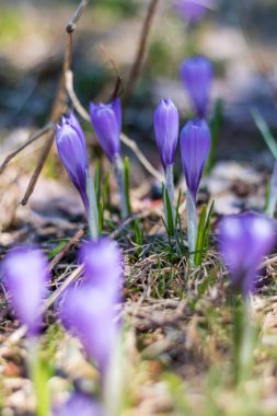 Vercors 'taki bir dağ çayırında (Isere, Fransa)