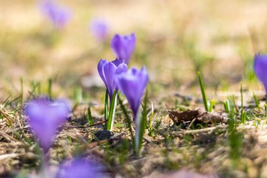 Vercors 'taki bir dağ çayırında (Isere, Fransa)