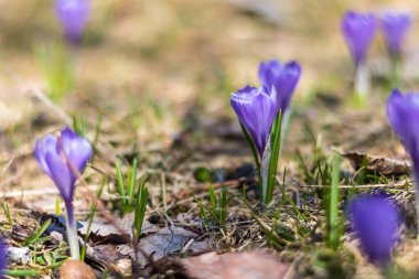 Vercors 'taki bir dağ çayırında (Isere, Fransa)
