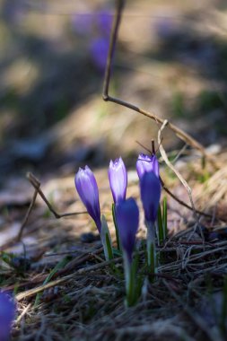 Vercors 'taki bir dağ çayırında (Isere, Fransa)