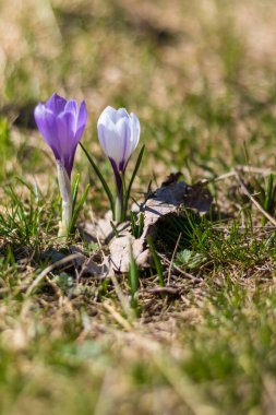 Vercors 'taki bir dağ çayırında (Isere, Fransa)